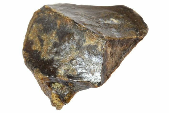 Partial Fossil Triceratops Tooth - Wyoming #364340